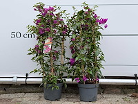 2x bougainvillea paars boog - bougainvillea glabra sanderiana - hoogte ca. 70 cm - afbeelding 1 van  4