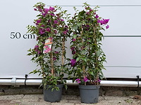 2x bougainvillea paars boog - bougainvillea glabra sanderiana - hoogte ca. 70 cm - afbeelding 2 van  4
