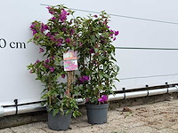 2x bougainvillea paars boog - bougainvillea glabra sanderiana - hoogte ca. 70 cm - afbeelding 4 van  4