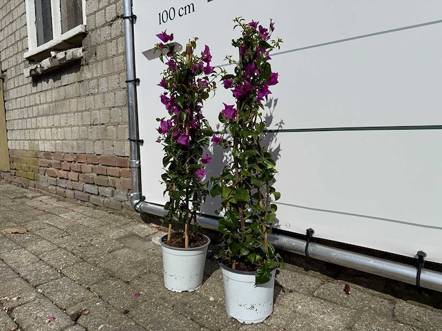 2x bougainvillea piramide - bougainvillea glabra sanderiana - hoogte ca. 70 cm - afbeelding 2 van  4