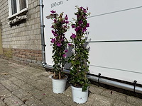 2x bougainvillea piramide - bougainvillea glabra sanderiana - hoogte ca. 70 cm - afbeelding 2 van  4