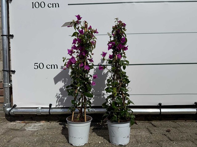 2x bougainvillea piramide - bougainvillea glabra sanderiana - hoogte ca. 70 cm - afbeelding 1 van  4