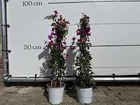 2x bougainvillea piramide - bougainvillea glabra sanderiana - hoogte ca. 70 cm - afbeelding 1 van  4