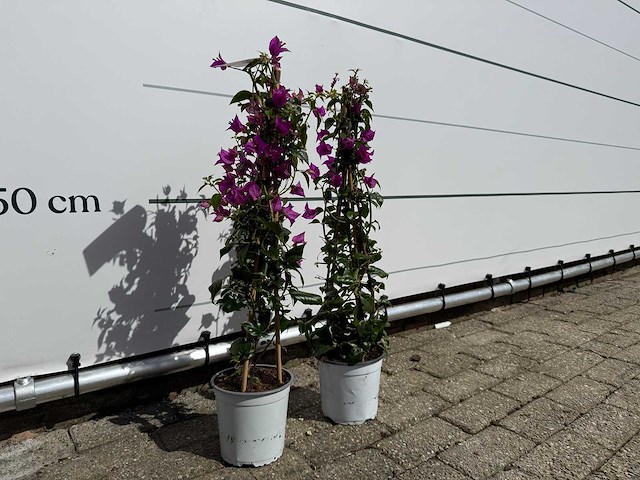 2x bougainvillea piramide - bougainvillea glabra sanderiana - hoogte ca. 70 cm - afbeelding 3 van  4