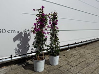 2x bougainvillea piramide - bougainvillea glabra sanderiana - hoogte ca. 70 cm - afbeelding 3 van  4
