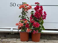 2x bougainvillea piramide mix - bougainvillea - hoogte ca. 50 cm - afbeelding 1 van  4