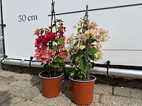 2x bougainvillea piramide mix - bougainvillea piramide mix - hoogte ca. 50 cm - afbeelding 2 van  6