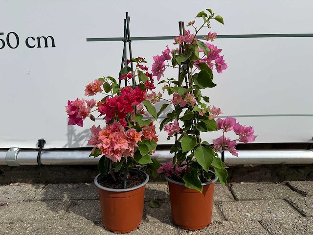 2x bougainvillea piramide mix - bougainvillea piramide mix - hoogte ca. 50 cm - afbeelding 4 van  6