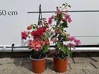 2x bougainvillea piramide mix - bougainvillea piramide mix - hoogte ca. 50 cm - afbeelding 4 van  6