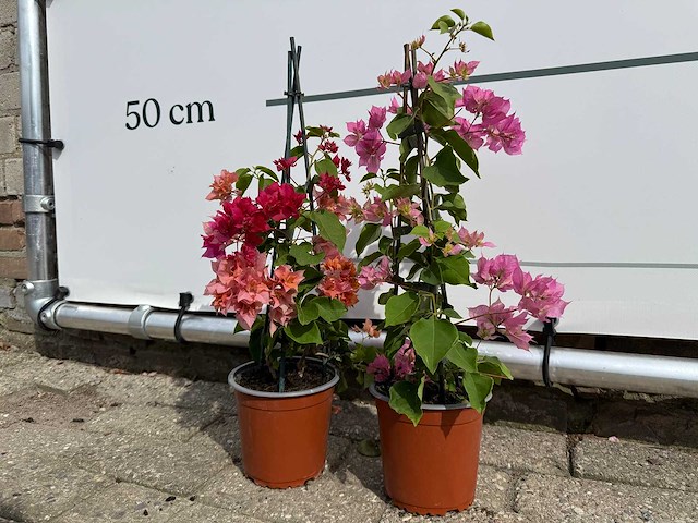 2x bougainvillea piramide mix - bougainvillea piramide mix - hoogte ca. 50 cm - afbeelding 5 van  6