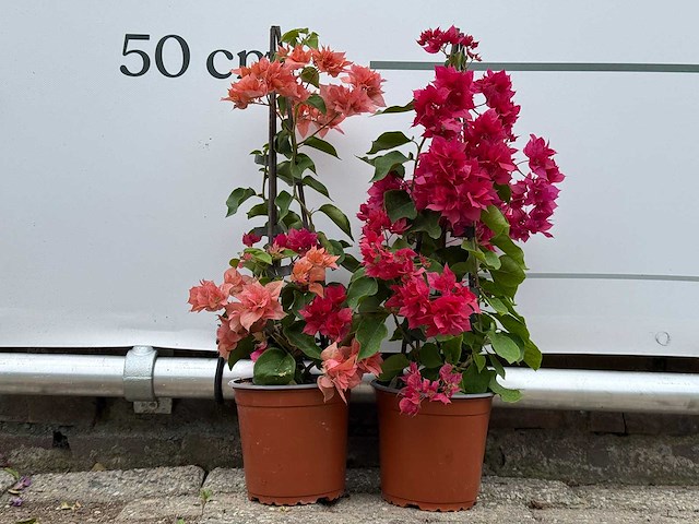 2x bougainvillea piramide mix - bougainvillea piramide mix - hoogte ca. 50 cm - afbeelding 1 van  4