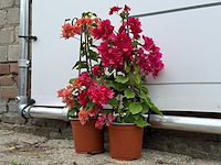 2x bougainvillea piramide mix - bougainvillea piramide mix - hoogte ca. 50 cm - afbeelding 2 van  4