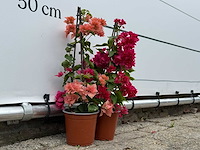2x bougainvillea piramide mix - bougainvillea piramide mix - hoogte ca. 50 cm - afbeelding 3 van  4