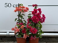 2x bougainvillea piramide mix - bougainvillea piramide mix - hoogte ca. 50 cm - afbeelding 4 van  4