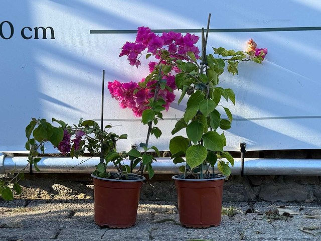 2x bougainvillea piramide mix - hoogte ca. 30 cm - afbeelding 1 van  1
