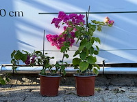 2x bougainvillea piramide mix - hoogte ca. 30 cm - afbeelding 1 van  1