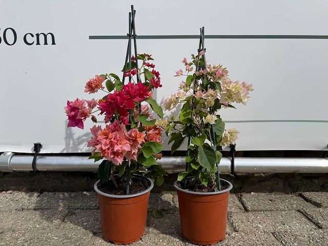 2x bougainvillea piramide mix - hoogte ca. 40 cm - afbeelding 1 van  6