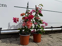 2x bougainvillea piramide mix - hoogte ca. 40 cm - afbeelding 6 van  6