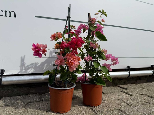 2x bougainvillea piramide mix - hoogte ca. 40 cm - afbeelding 6 van  6