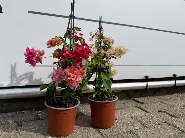 2x bougainvillea piramide mix - hoogte ca. 40 cm - afbeelding 3 van  6
