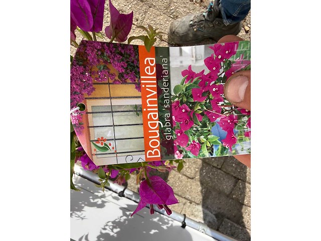 2x bougainvillea piramide mix - hoogte ca. 70 cm - afbeelding 4 van  4