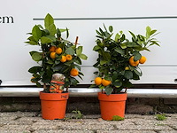 2x calamondin - citrus calamondin - hoogte ca. 50 cm - afbeelding 1 van  5