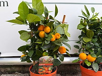 2x calamondin - citrus calamondin - hoogte ca. 50 cm - afbeelding 4 van  5