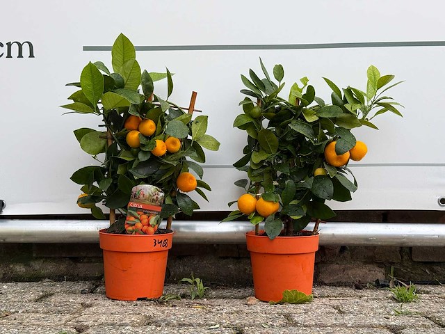 2x calamondin - citrus calamondin - hoogte ca. 50 cm - afbeelding 1 van  5
