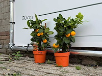2x calamondin - citrus calamondin - hoogte ca. 50 cm - afbeelding 2 van  4