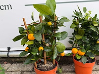 2x calamondin - citrus calamondin - hoogte ca. 50 cm - afbeelding 4 van  4