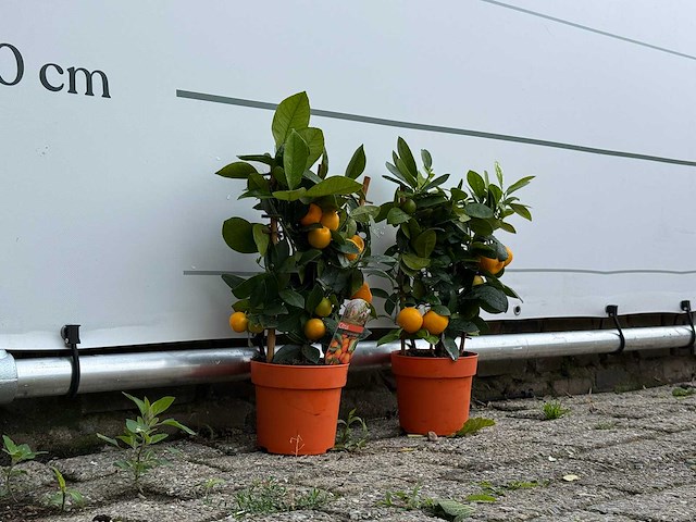 2x calamondin - citrus calamondin - hoogte ca. 50 cm - afbeelding 2 van  2