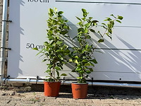 2x camellia - camellia japonica - hoogte ca. 50 cm - afbeelding 1 van  3