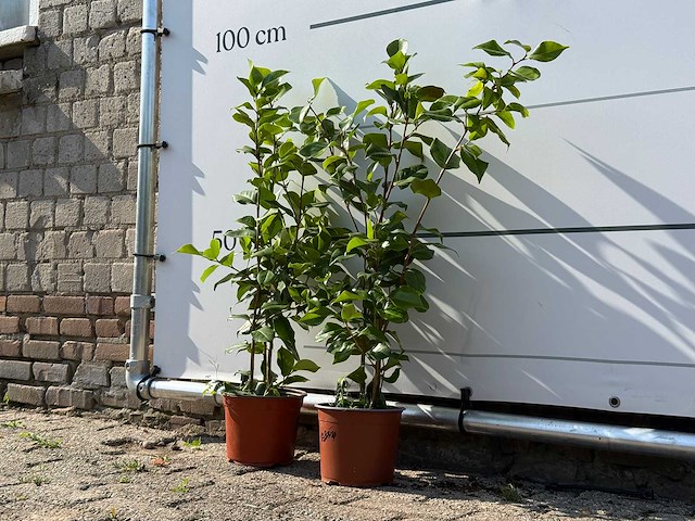 2x camellia - camellia japonica - hoogte ca. 50 cm - afbeelding 2 van  3
