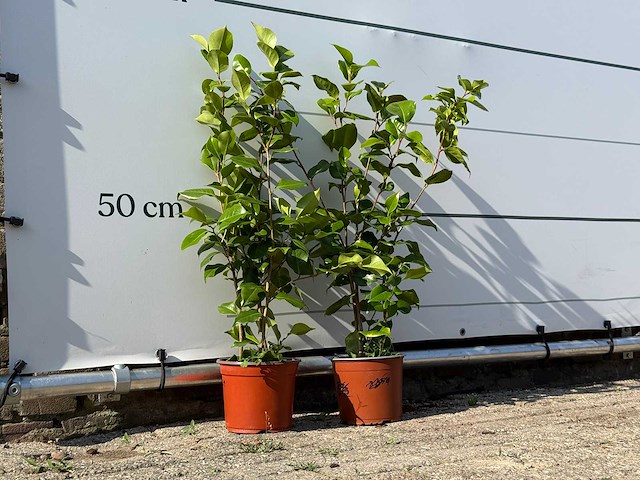 2x camellia - camellia japonica - hoogte ca. 50 cm - afbeelding 3 van  3