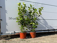 2x camellia - camellia japonica - hoogte ca. 50 cm - afbeelding 3 van  3