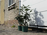 2x camellia - camellia japonica mix - hoogte ca. 60 cm - afbeelding 2 van  2