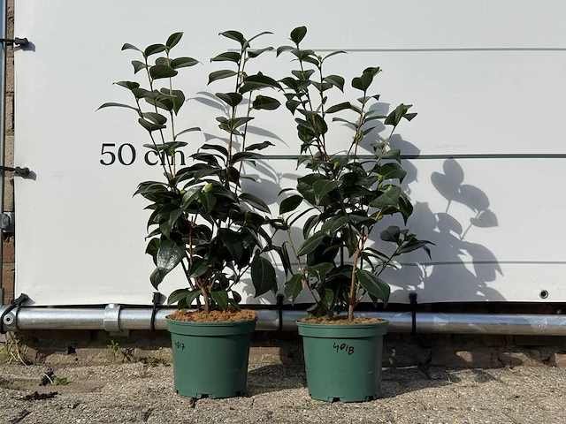 2x camellia - camellia japonica mix - hoogte ca. 60 cm - afbeelding 1 van  3