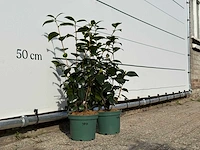 2x camellia - camellia japonica mix - hoogte ca. 60 cm - afbeelding 2 van  3