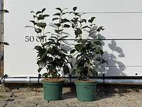 2x camellia - camellia japonica mix - hoogte ca. 60 cm