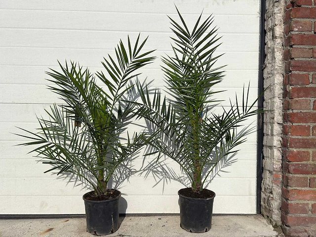 2x canarische dadelpalm - phoenix canariensis - hoogte ca. 80 cm - afbeelding 1 van  4