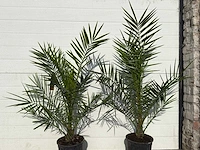 2x canarische dadelpalm - phoenix canariensis - hoogte ca. 80 cm - afbeelding 4 van  4