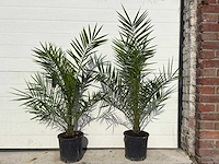 2x canarische dadelpalm - phoenix canariensis - hoogte ca. 80 cm
