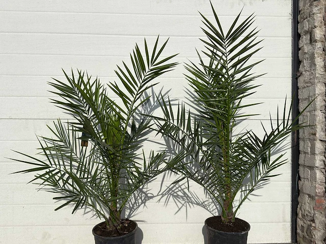 2x canarische dadelpalm - phoenix canariensis - hoogte ca. 80 cm - afbeelding 4 van  4