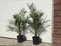 2x canarische dadelpalm - phoenix canariensis - hoogte ca. 80 cm - afbeelding 2 van  4