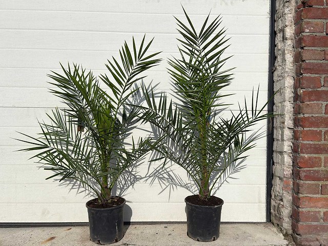 2x canarische dadelpalm - phoenix canariensis p19 - hoogte ca. 80 cm - afbeelding 1 van  4