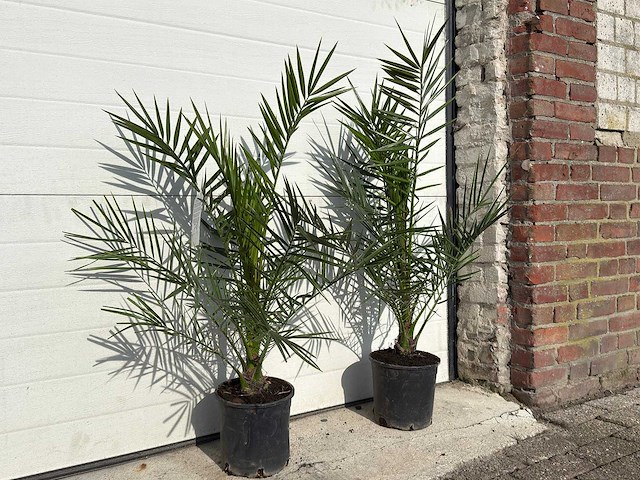 2x canarische dadelpalm - phoenix canariensis p19 - hoogte ca. 80 cm - afbeelding 3 van  4