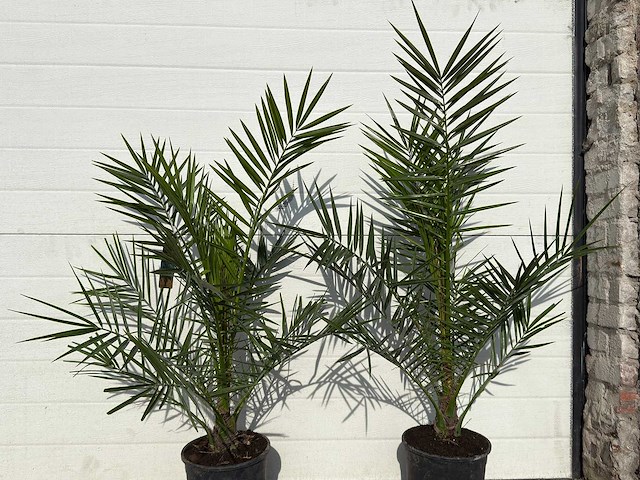 2x canarische dadelpalm - phoenix canariensis p19 - hoogte ca. 80 cm - afbeelding 4 van  4