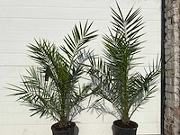 2x canarische dadelpalm - phoenix canariensis p19 - hoogte ca. 80 cm - afbeelding 4 van  4