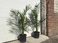 2x canarische dadelpalm - phoenix canariensis p19 - hoogte ca. 80 cm - afbeelding 3 van  4