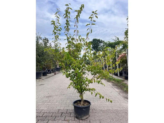 2x chinese esdoorn, acer tataricum ginnala, sierheester, ca. 150-175 cm hoog - afbeelding 1 van  2